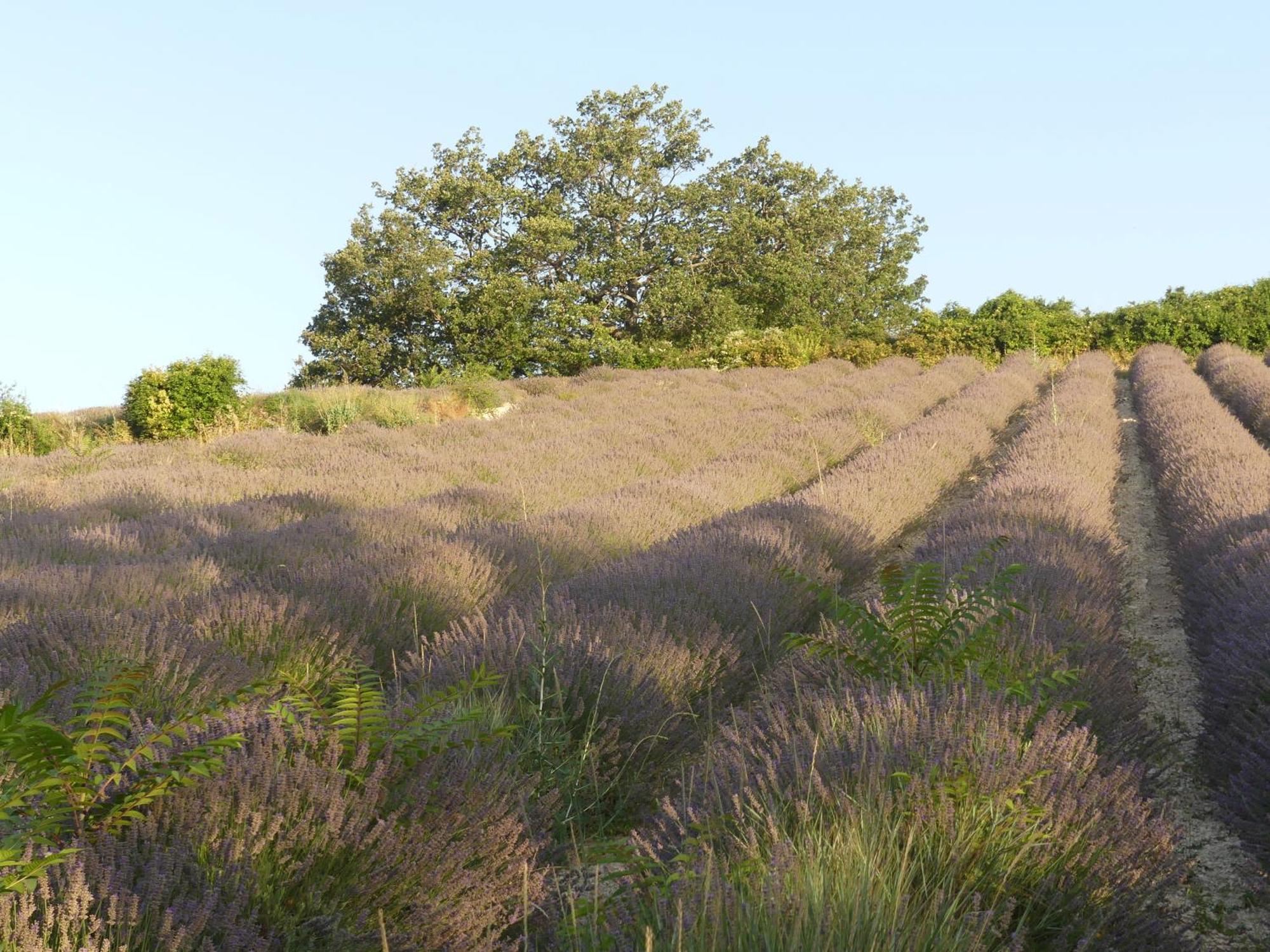 Maison De Campagne La Teranga Au Coeur Du Luberon Apt Exteriér fotografie